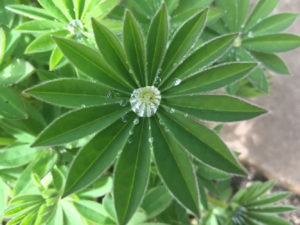 Rare Plants, Dublin, Clare, Tipperary - Buckley Landscaping