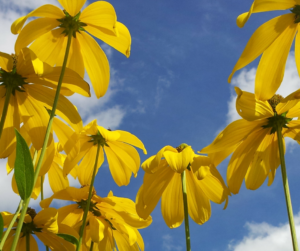 Buckley Landscaping - Limerick, Clare, Tipperary and Limerick
