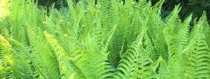 Fern planting Nenagh, Tipperary, Limerick and Clare - Buckley Landscaping