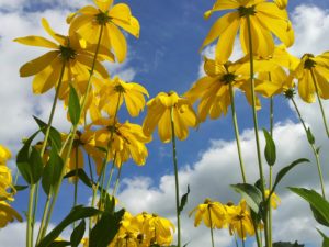 Buckley Landscaping provides design and comfort