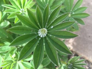 A wide range of Flowers - Buckley Landscaping