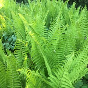 Ferns and planting - Buckley Landscaping