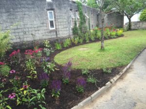 Soft Landscaping with a range of plants - Buckley Landscaping