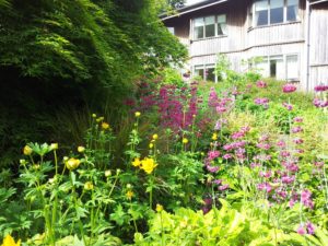 Bee loving plants, Nenagh, Limerick, Clare - Buckley Landscaping
