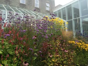 Tall Herbaceous Planting near Limerick - Buckley Landscaping