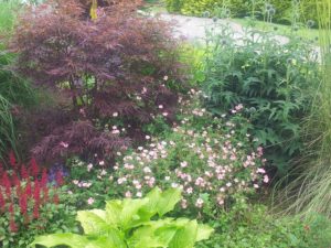 Mixed Planting In Clare, - Buckley Landscaping