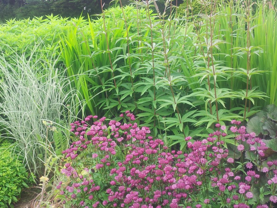 Grasses and Perennials in Nenagh - Buckley Landscaping