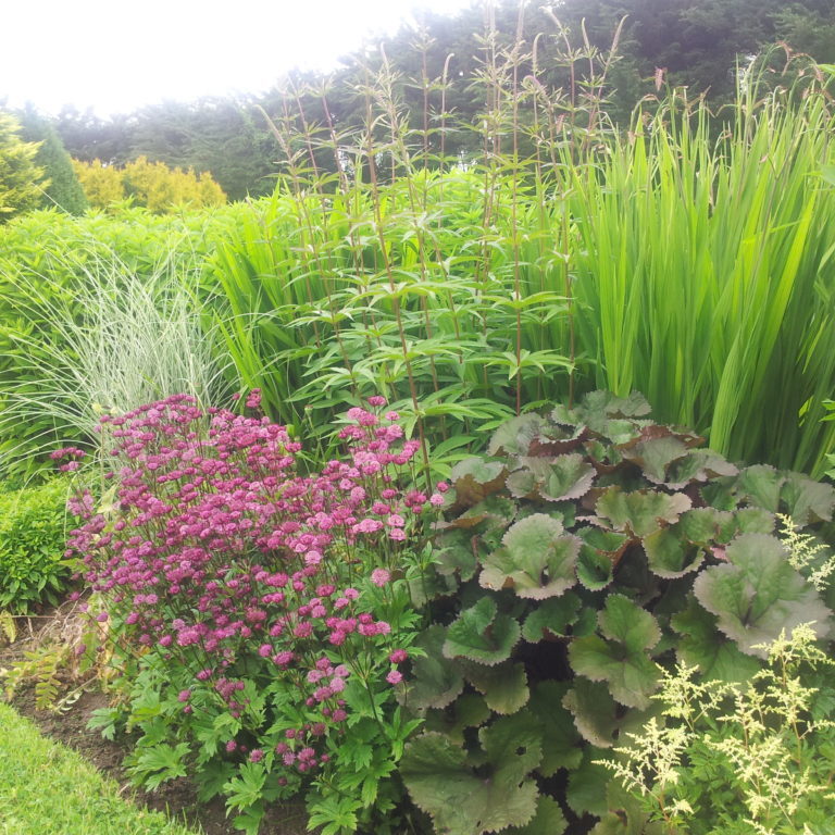 Beautiful Planting all year around - Buckley Landscaping